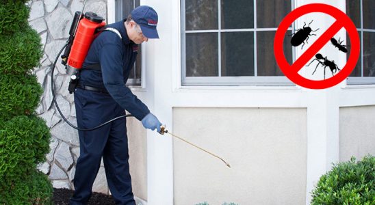 Adapazarı Fare İlaçlama böcek ilaçlama ve haşere kontrolü — ilaclama-tr.com